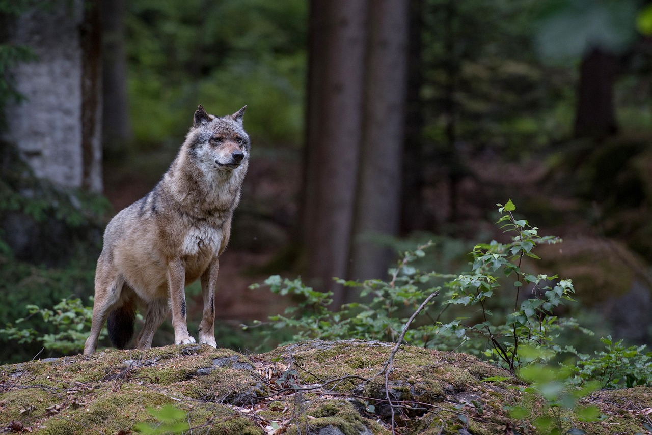 Hintergrundbild Wolf: Ein Wolf im Wald hält Ausschau und richtet seinen Blick bewusst nach vorne. Die Szene vermittelt eine kraftvolle Präsenz und symbolisiert die Aufmerksamkeit und Fokussierung des Wolfs in seiner natürlichen Umgebung.