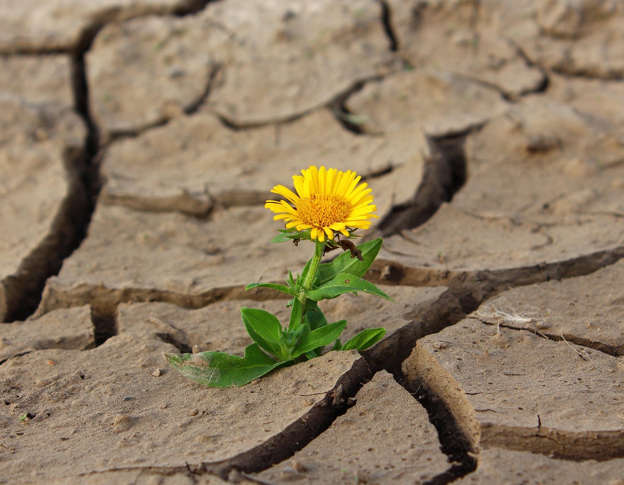 Resilienz